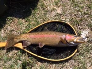 Montana fishing experience photo of fish and blue ribbon net