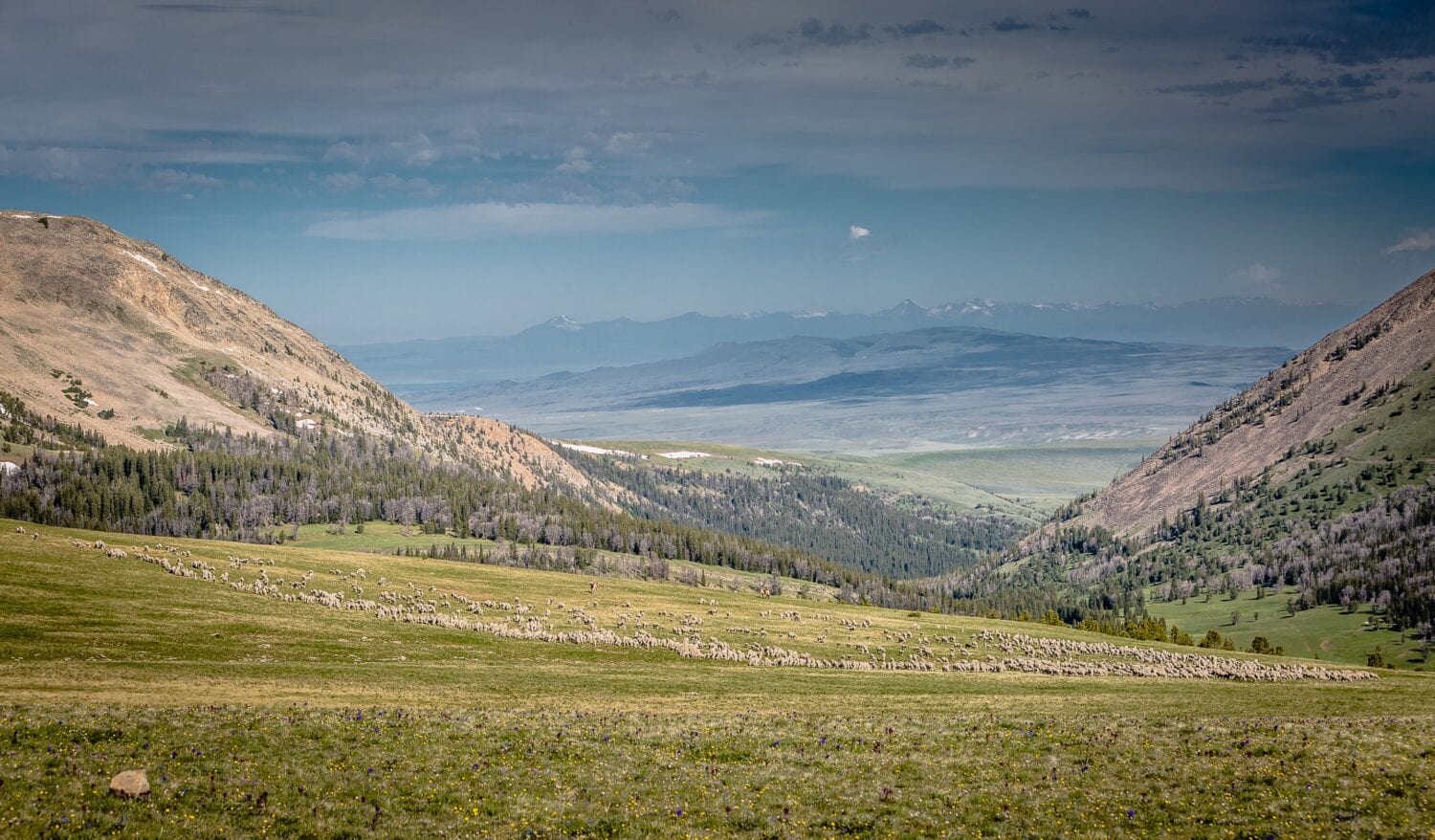 Helle Rambouillet Farm in Montana where Duckworth wool is raised